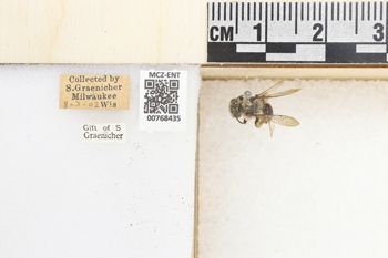Media type: image;   Entomology 768435 Aspect: Labels